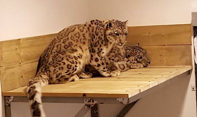 leoparzii