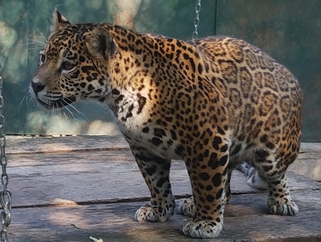 jaguar francesca