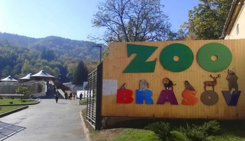 zoo brasov