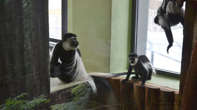 maimute zoo (1)
