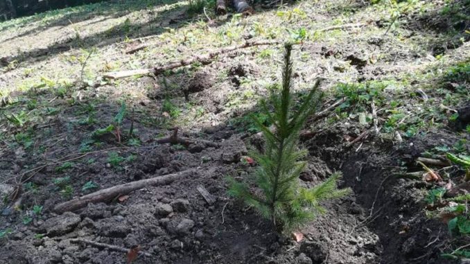 Affect Return Ninth Peste 31 de hectare de pădure vor fi plantate pe raza municipiului Săcele  în 2019