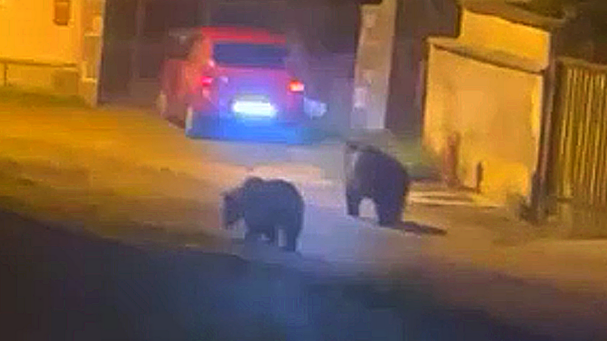 Sursa foto: saceleanul.ro